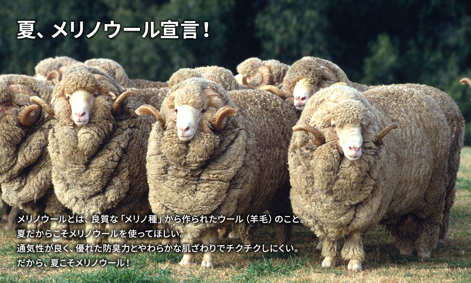 夏、メリノウール宣言